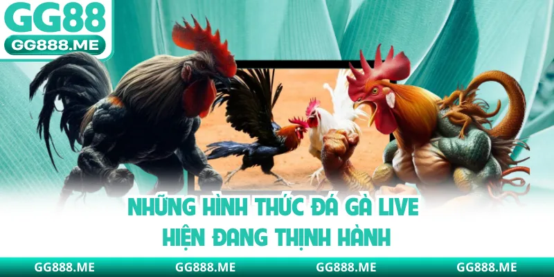 Những hình thức đá gà live hiện đang thịnh hành